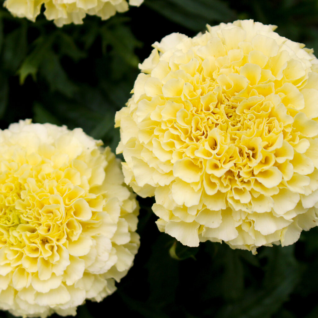 marigolds