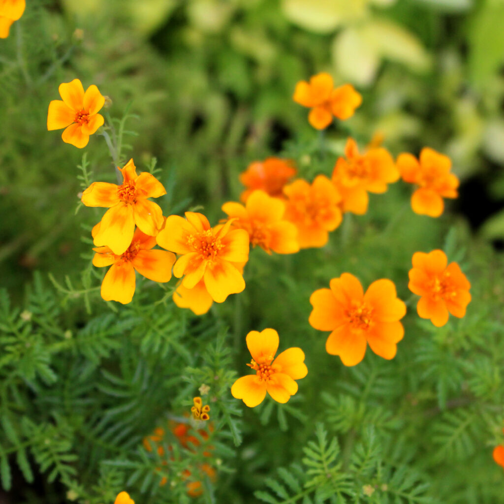 marigolds