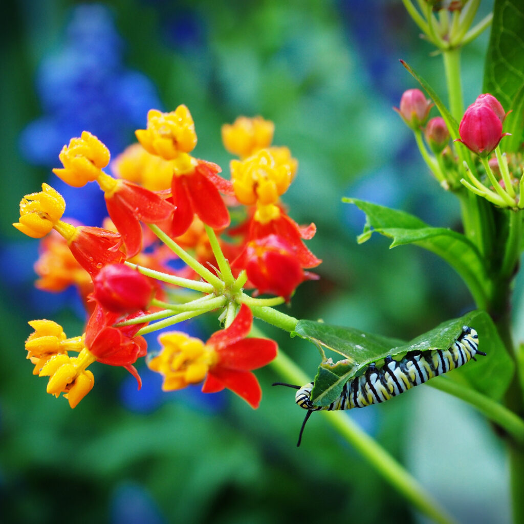 milkweeds