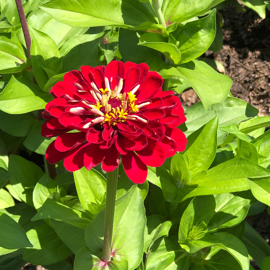 Zinnias