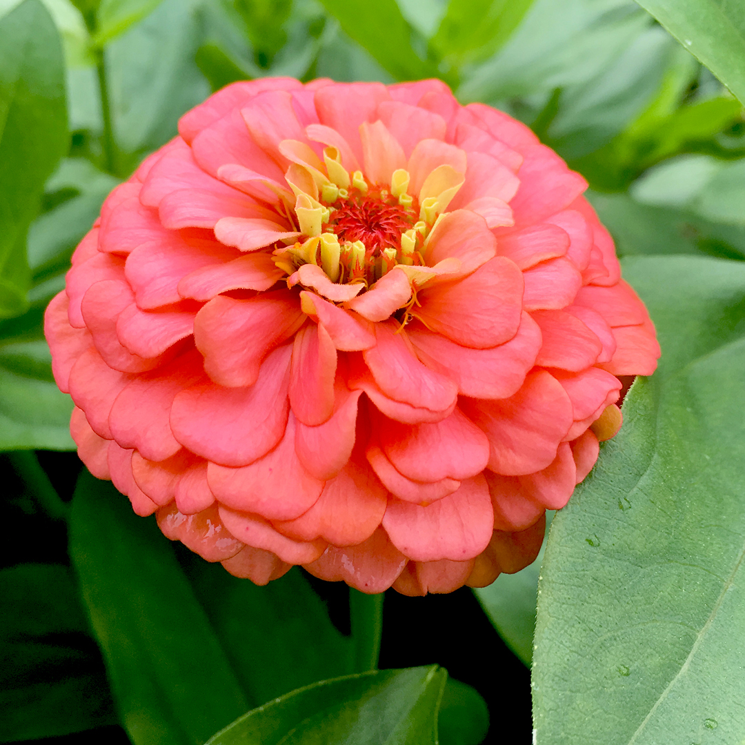 Zinnias