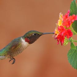 Summer Gardener's Calendar