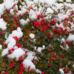 Anti-desiccant application on evergreens