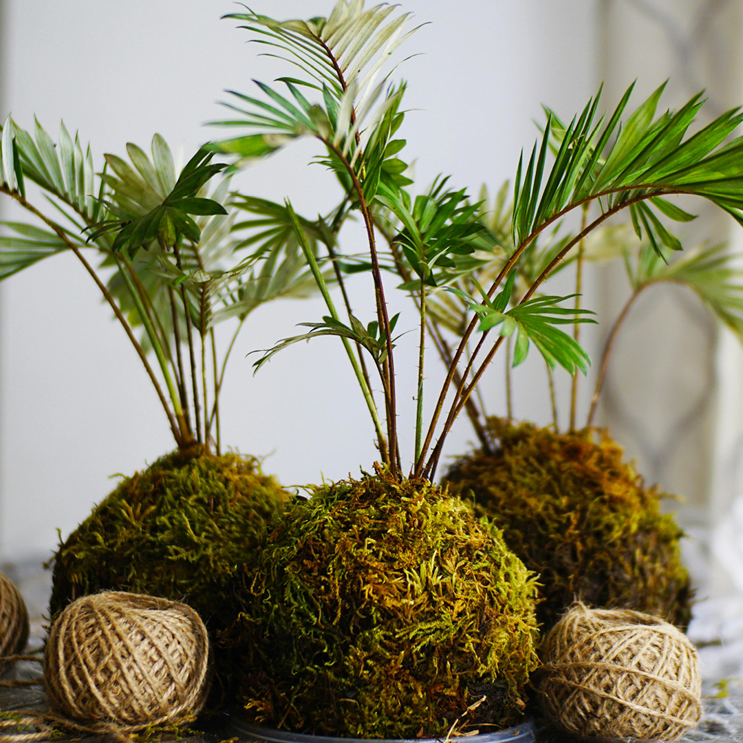 Kokedama moss ball plant