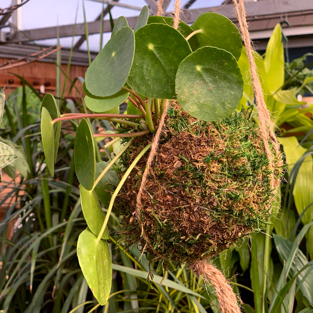 Kokedama construction process