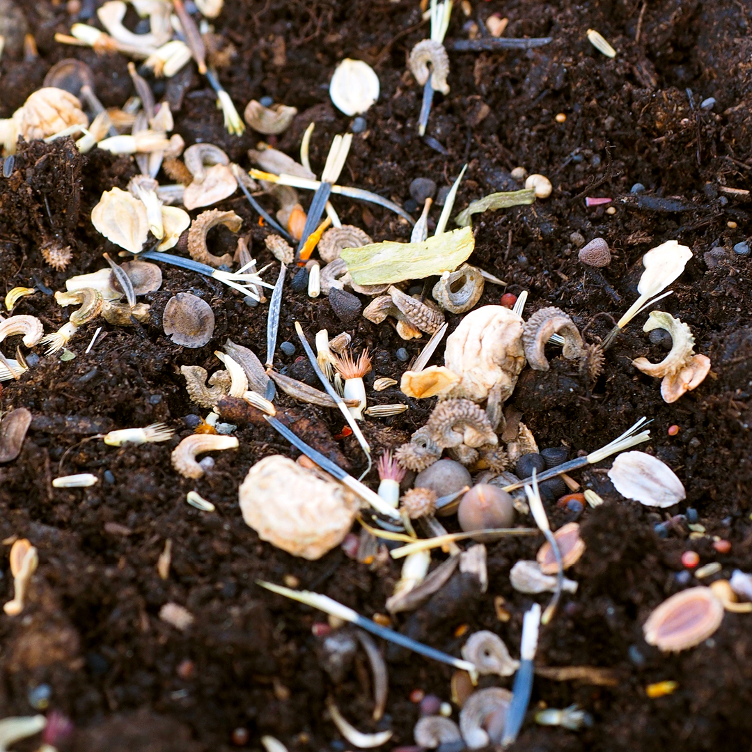 Seed storage and testing illustration