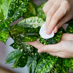 Winter houseplant care overview