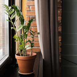 Increasing humidity for houseplants