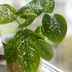 Cleaning and rotating houseplants in winter