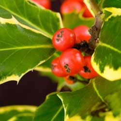 Berry-producing shrubs in winter
