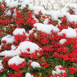 Birds feeding on winter berries